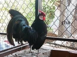 Gà tre nhập ngoại đẹp 